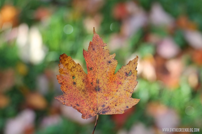 Maple Leaf