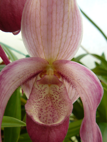 Phragmipedium Schroderae P1050590