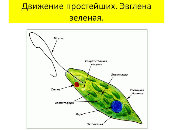 одноклеточный организм