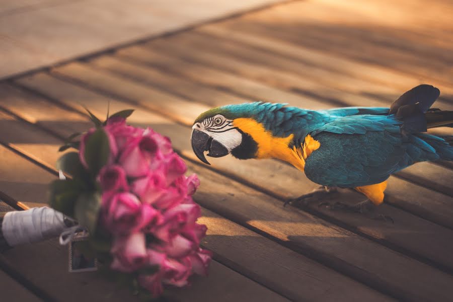 Fotograful de nuntă Paulo Keijock Muniz (paulokeijock). Fotografia din 28 aprilie 2017