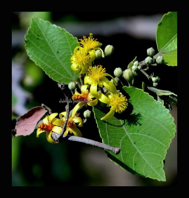 Grewia tiliifolia,धामण, Badlapur Maharashtra India