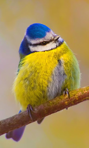 Blue Tit Bird Live Wallpaper