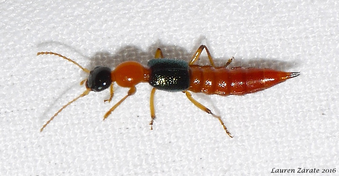 Rove Beetle