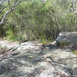 Track to Nerang Viewpoint (305783)