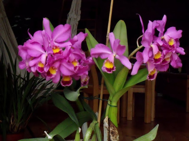 Cattleya Beaumesnil "Roquebrune" Catt_beaumesnil_roquebrune