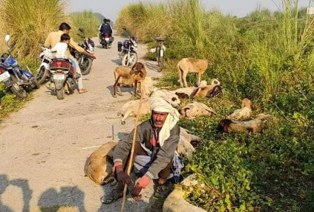 सड़क हादसे में कई भेड़ों सहित 2 चरवाहों की मौत