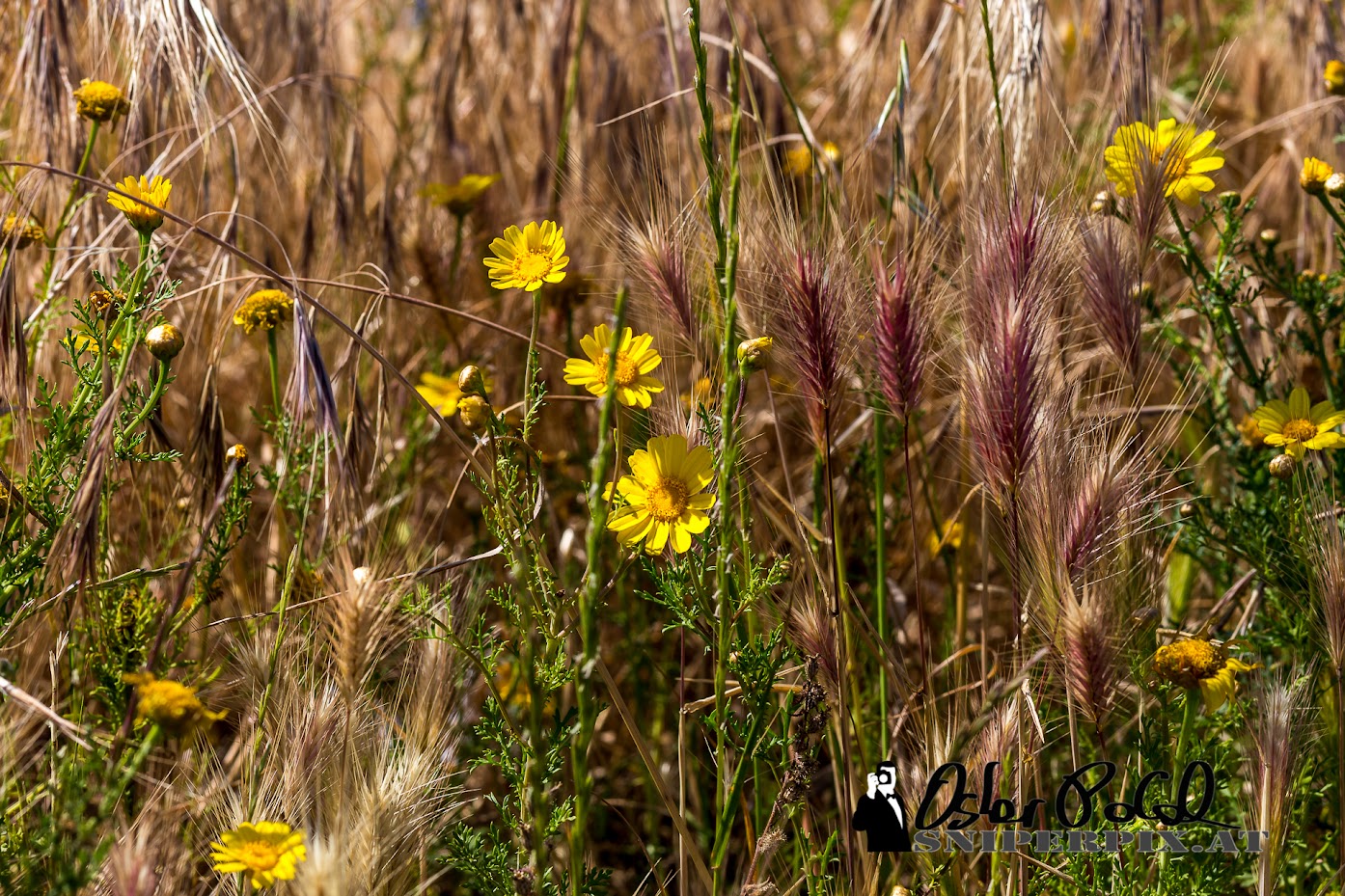 Blumenwiese