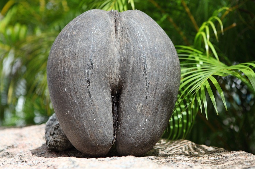 coco-de-mer-10 coco-de-mer-10