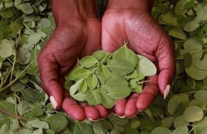 ARVORE DA VIDA arvores de moringa 02