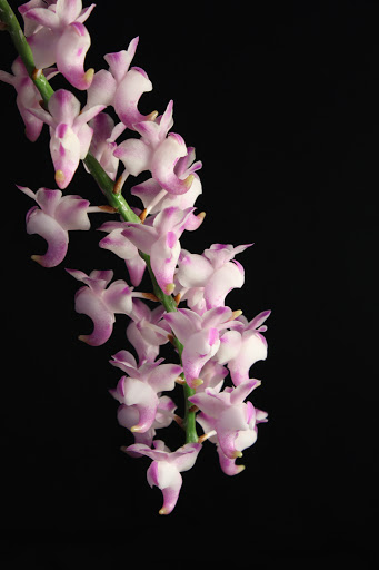 Aerides odorata IMG_3863