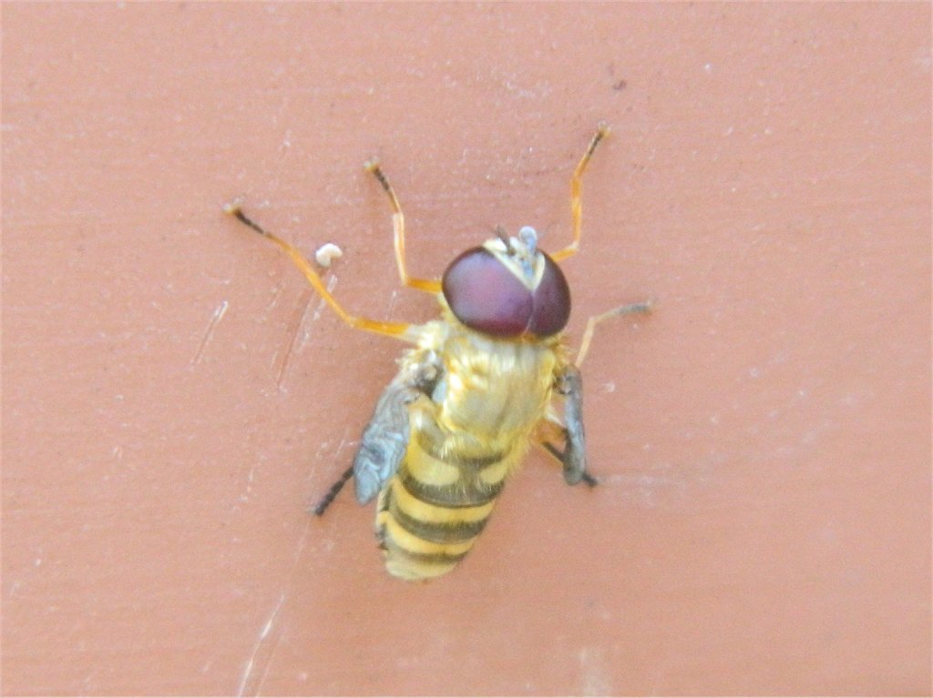 Didea hoverfly