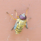 Didea hoverfly