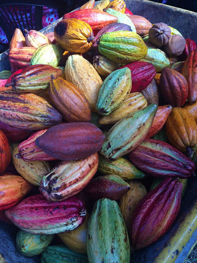 cacao pods - we LOVE chocolate! From  5 surprising things about Riviera Maya