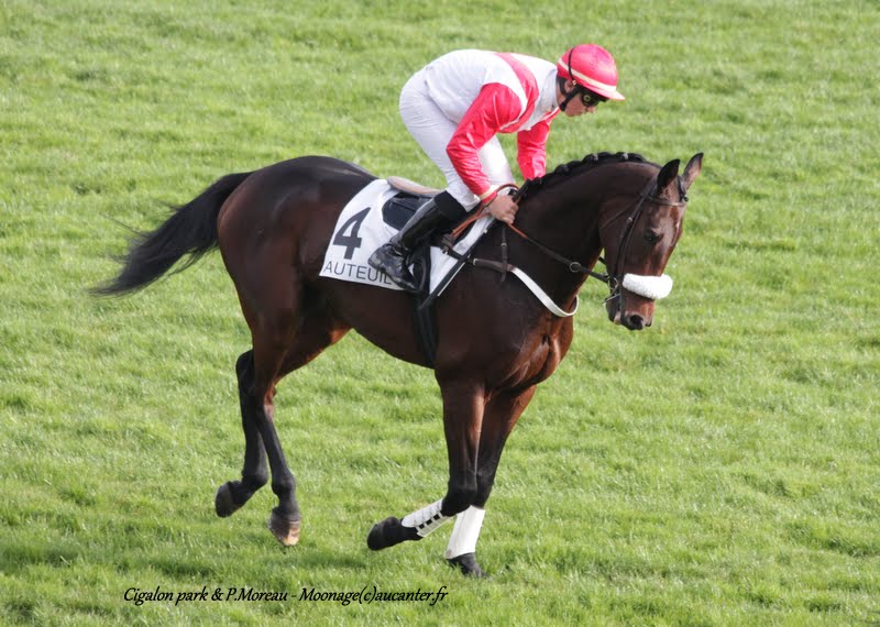 Photos Auteuil 7-11-2015 (48h de l'obstacle) IMG_6221