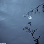 Ice and mirror 24012012-0003.jpg