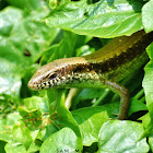 Long-tailed Sun Skink / Longtail Mabuya