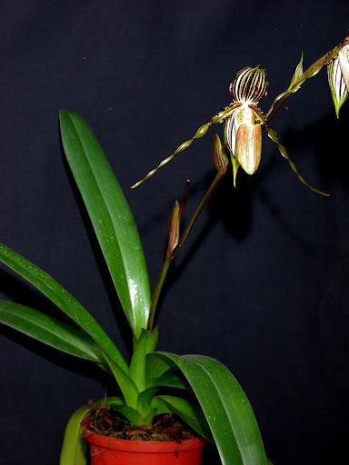 Paphiopedilum praestans - Paphiopedilum glanduliferum DSCN0016