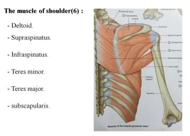 تشريح عضلات الطرف العلوي