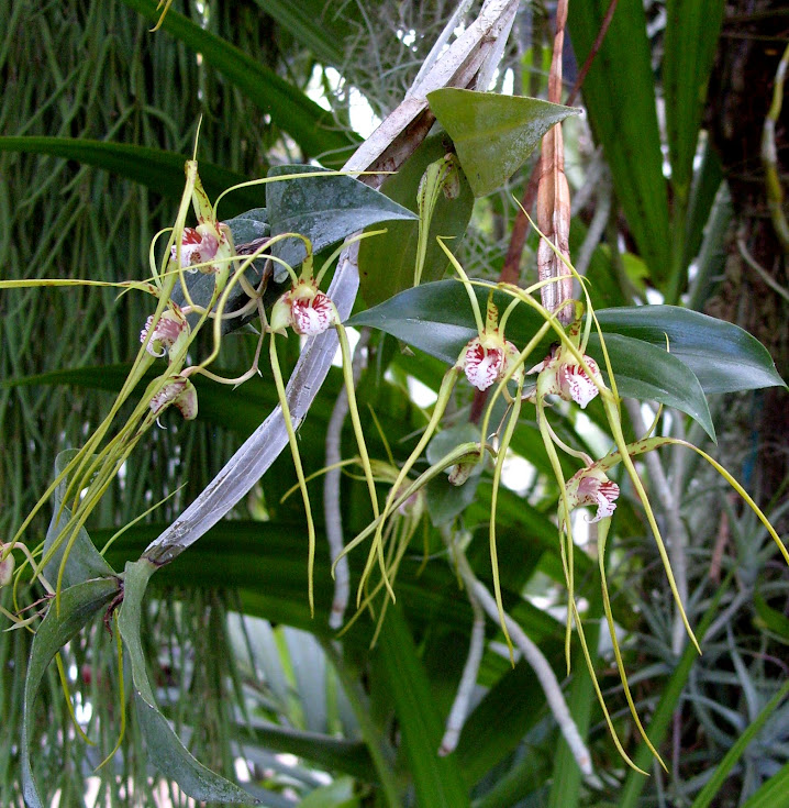 Dendrobium tetragonum  S1050569