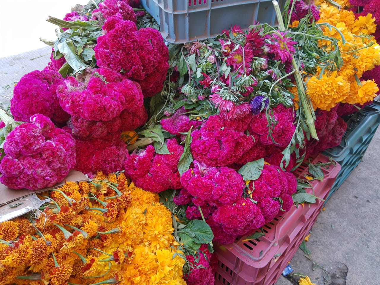 Se alistan vendedores de flores para estás festividades de Día de Muertos.  - La Región