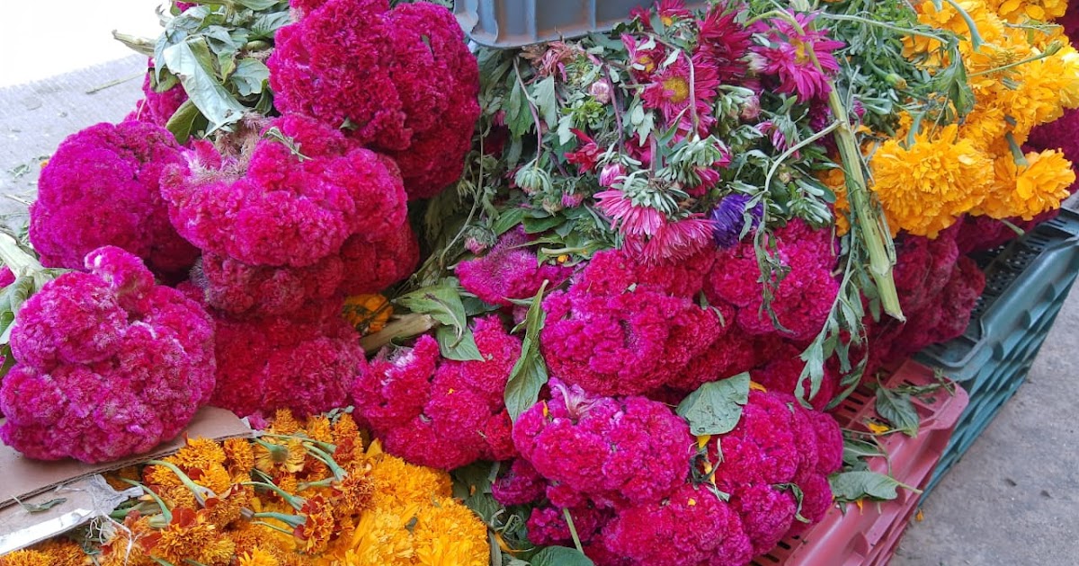 Se alistan vendedores de flores para estás festividades de Día de Muertos.  - La Región