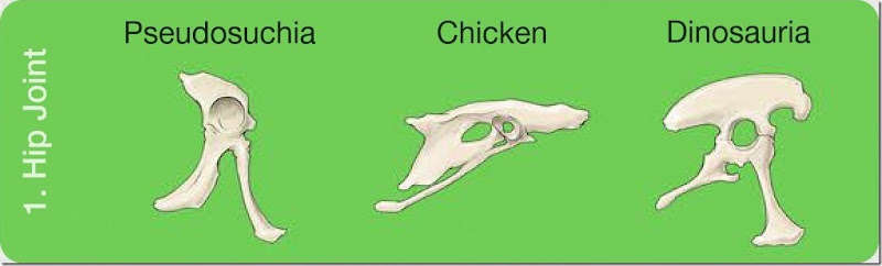 Comparative-anatomy-worksheet - copia - copia