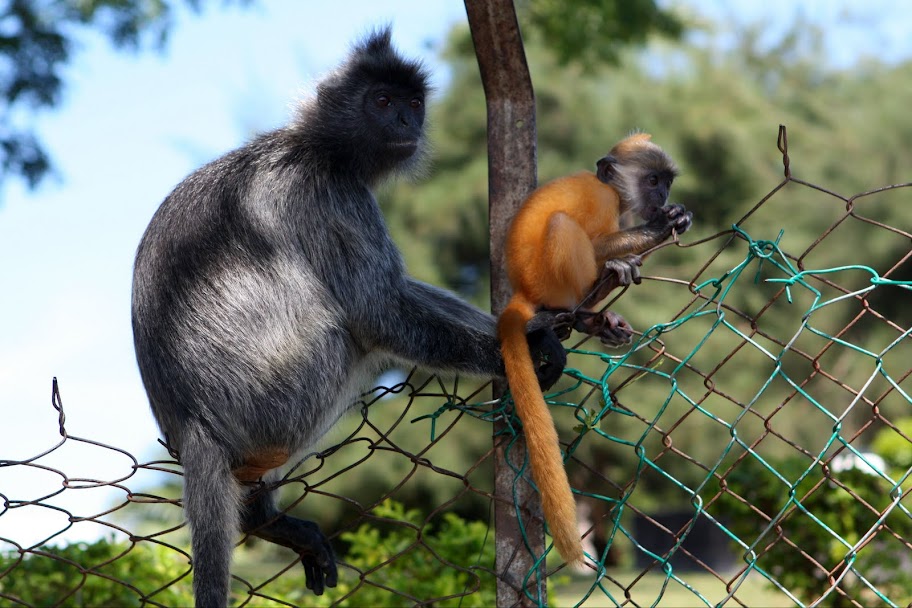 Малайзия. Острова, нац. парки, события и просто хорошие места.