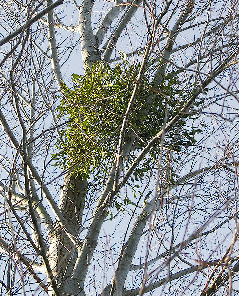 파일:external/upload.wikimedia.org/MistletoeInSilverBirch2.jpg