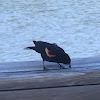 Red winged blackbird