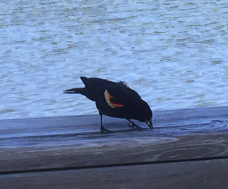 Red winged blackbird