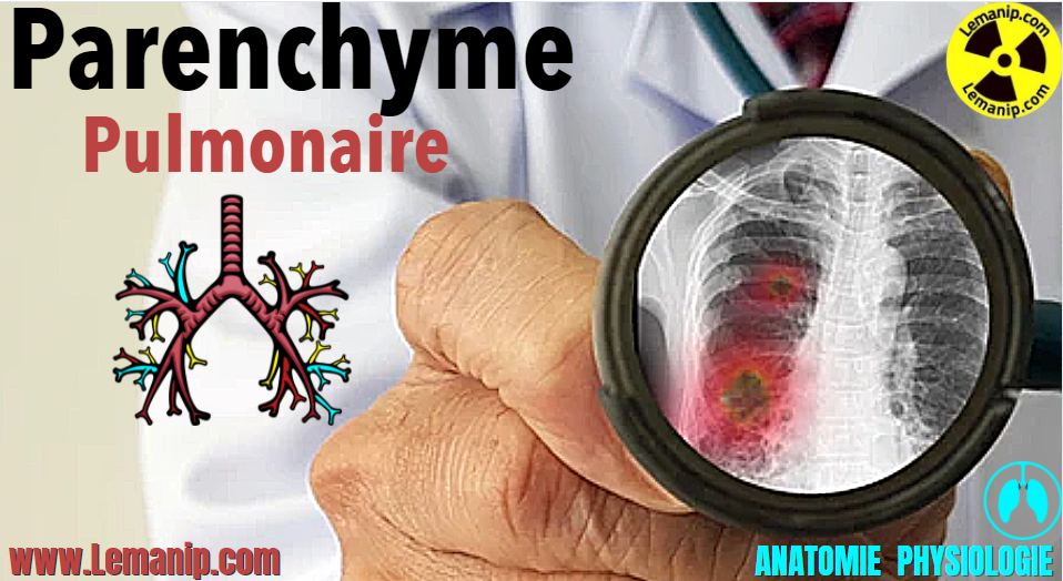 Parenchyme Pulmonaire