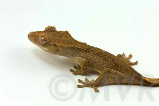 Crested Gecko Morph Chart