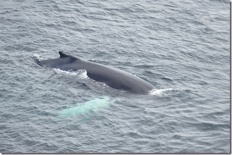 nl_bonavista_cape_d3_14