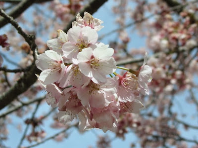 坂戸市の安行寒桜 大寒桜 諫暁の館