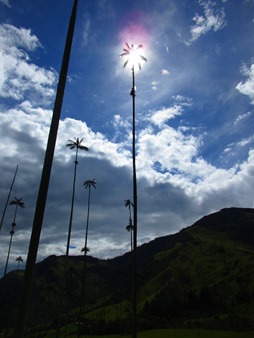 valle de Cocora