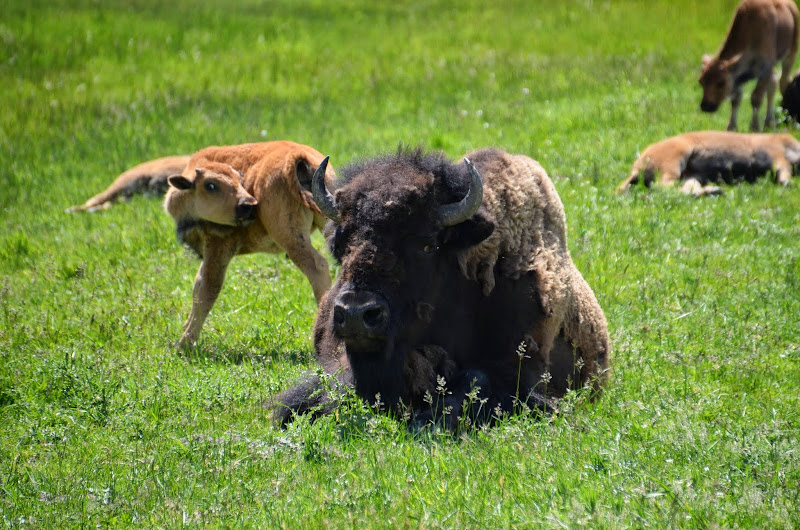 yellowstone