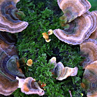 Turkey tail