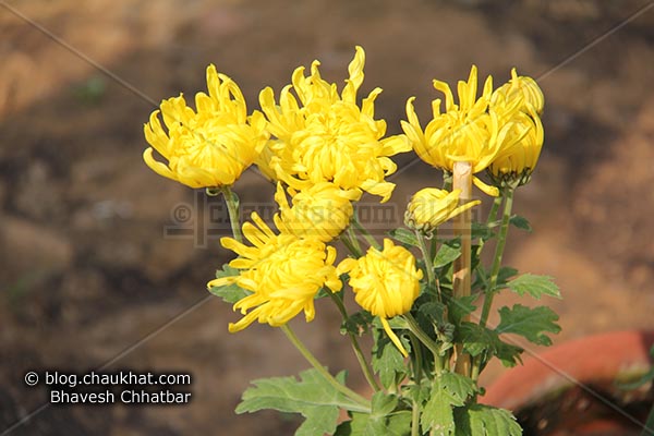 Chrysanthemum flowers - Guldaudi flowers