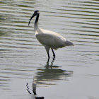 Black-headed Ibis