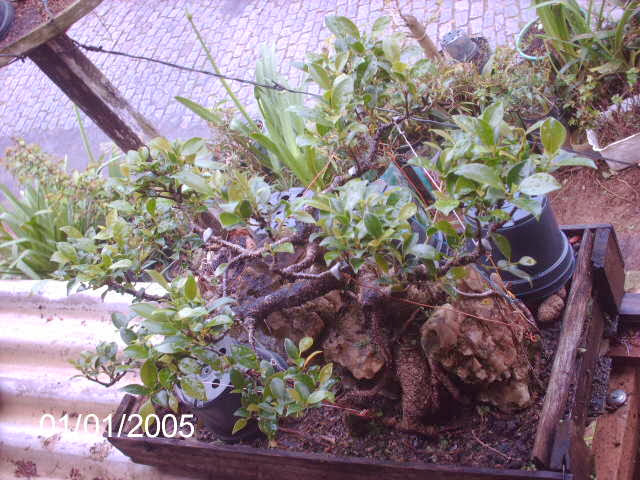 Ficus Microcarpa Tiger Bark pra reforma... PICT1978