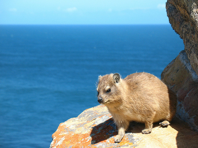 파일:external/2.bp.blogspot.com/rock+hyrax+22.jpg