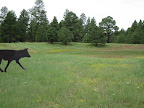 Paseo del Lobo Section 28 (Photo by J. Davis)