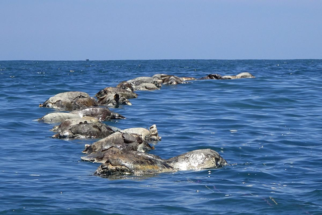 Endangered olive ridley turtles killed while trapped in a fishing net are seen in the municipality of Santa Maria Colotepec, in the state of Oaxaca, Mexico, 28 August 2018. Photo: Fredy Garcia / REUTERS