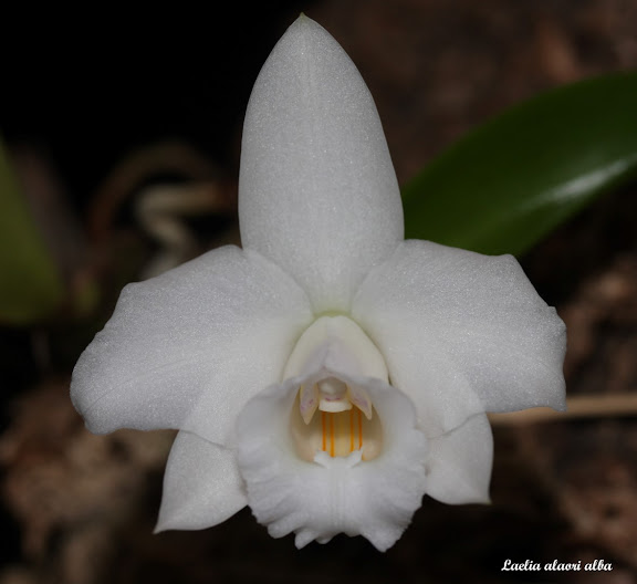 Cattleya (Laelia) alaorii f. albescens IMG_8504b%252520%252528Large%252529