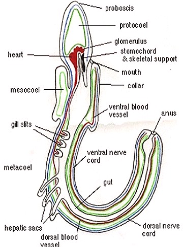 BALANOGLOSSUS--ANATOMY