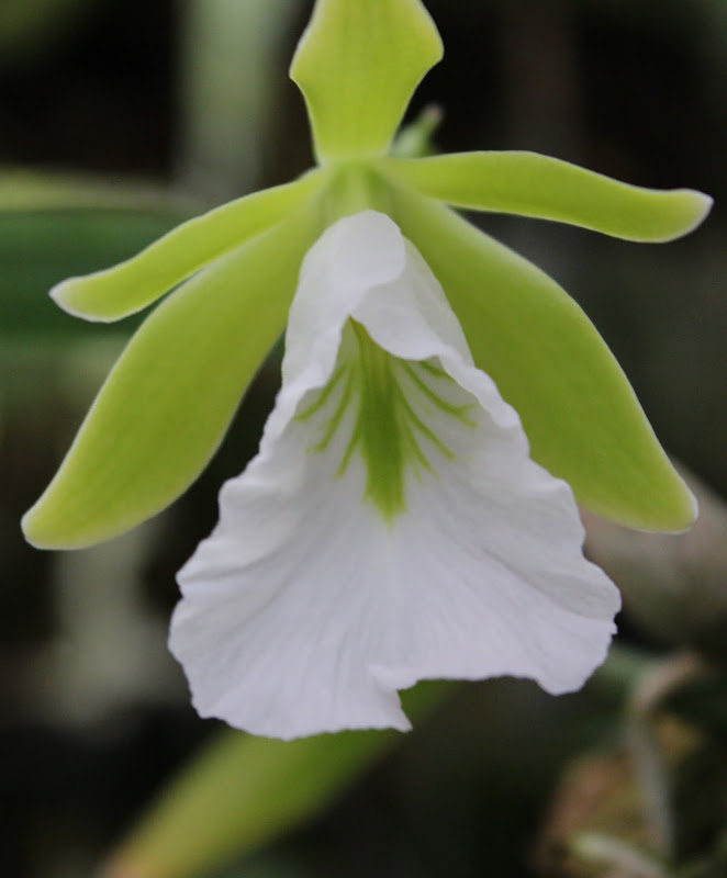 Prosthechea (Euchile) mariae IMG_2603