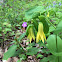 Perfoliate Bellwort