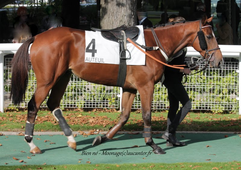 Photos Auteuil 26-09-2015 IMG_4198