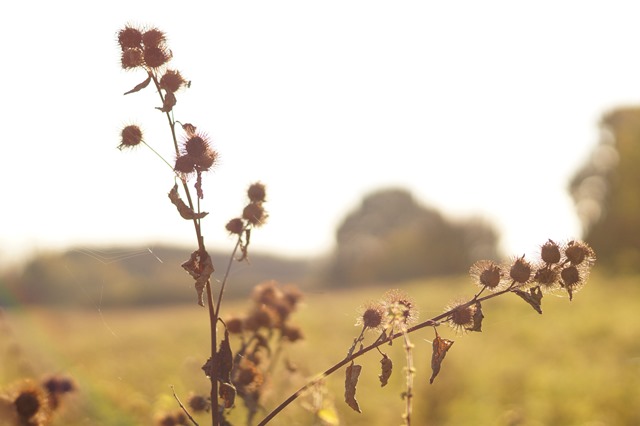 Norfolk countryside in autumn