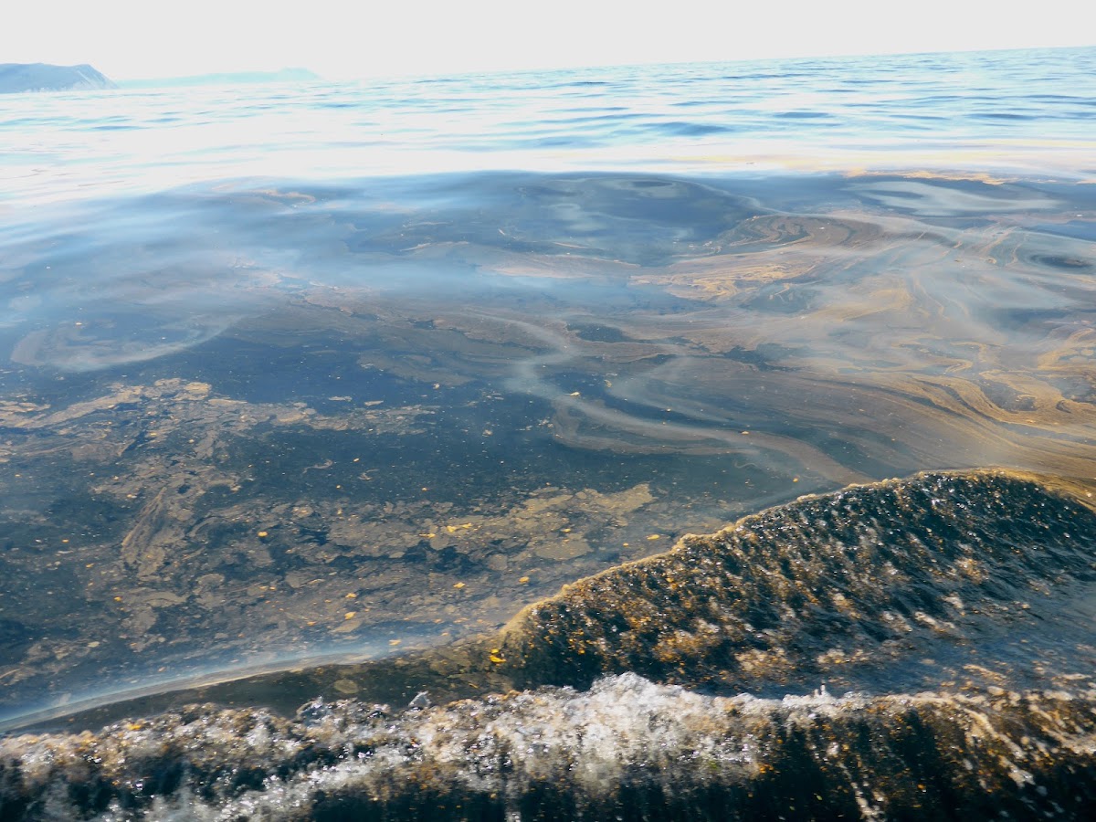 Red Tide Dinoflagellates